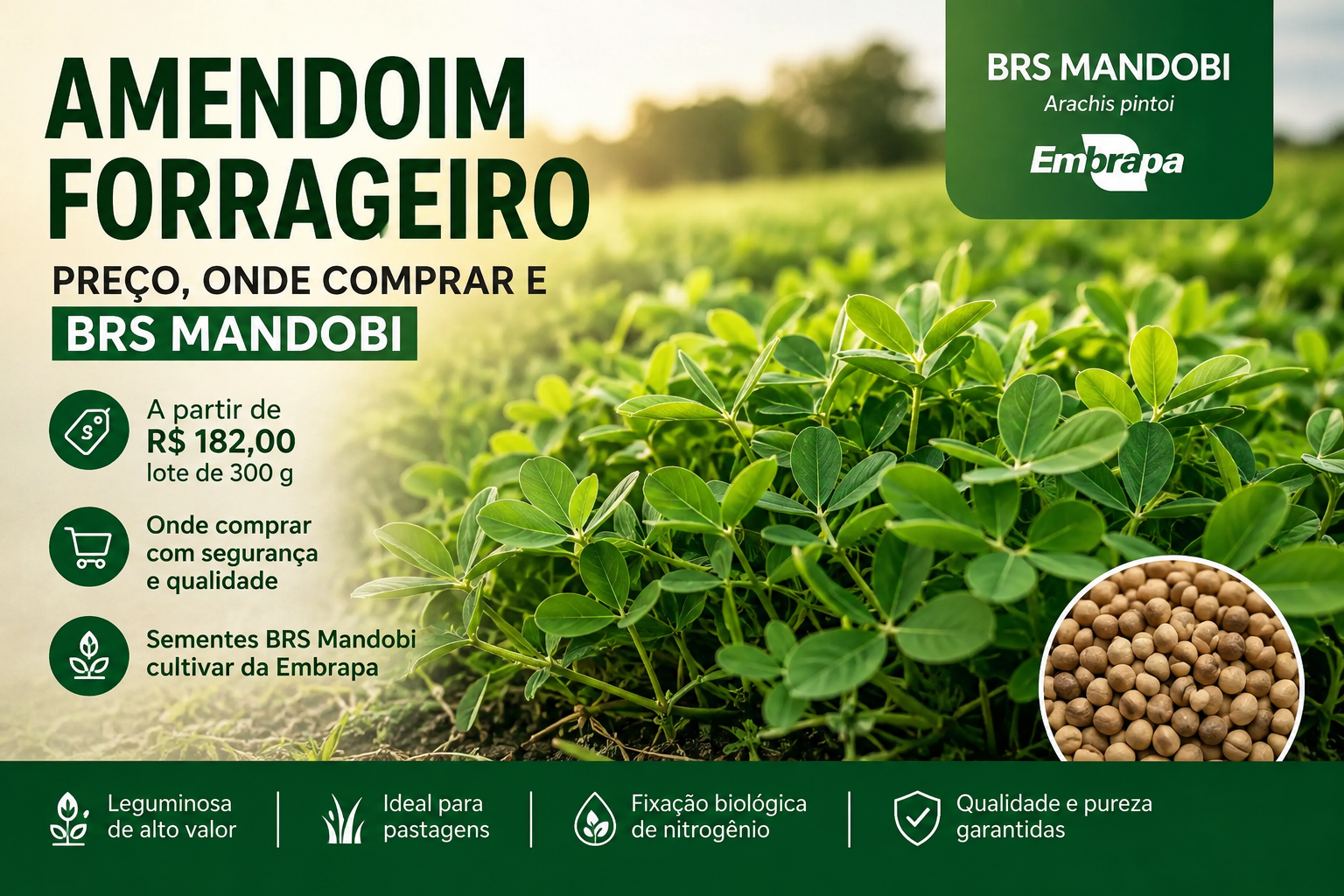 Amendoim Forrageiro: Preço, Onde Comprar e BRS Mandobi