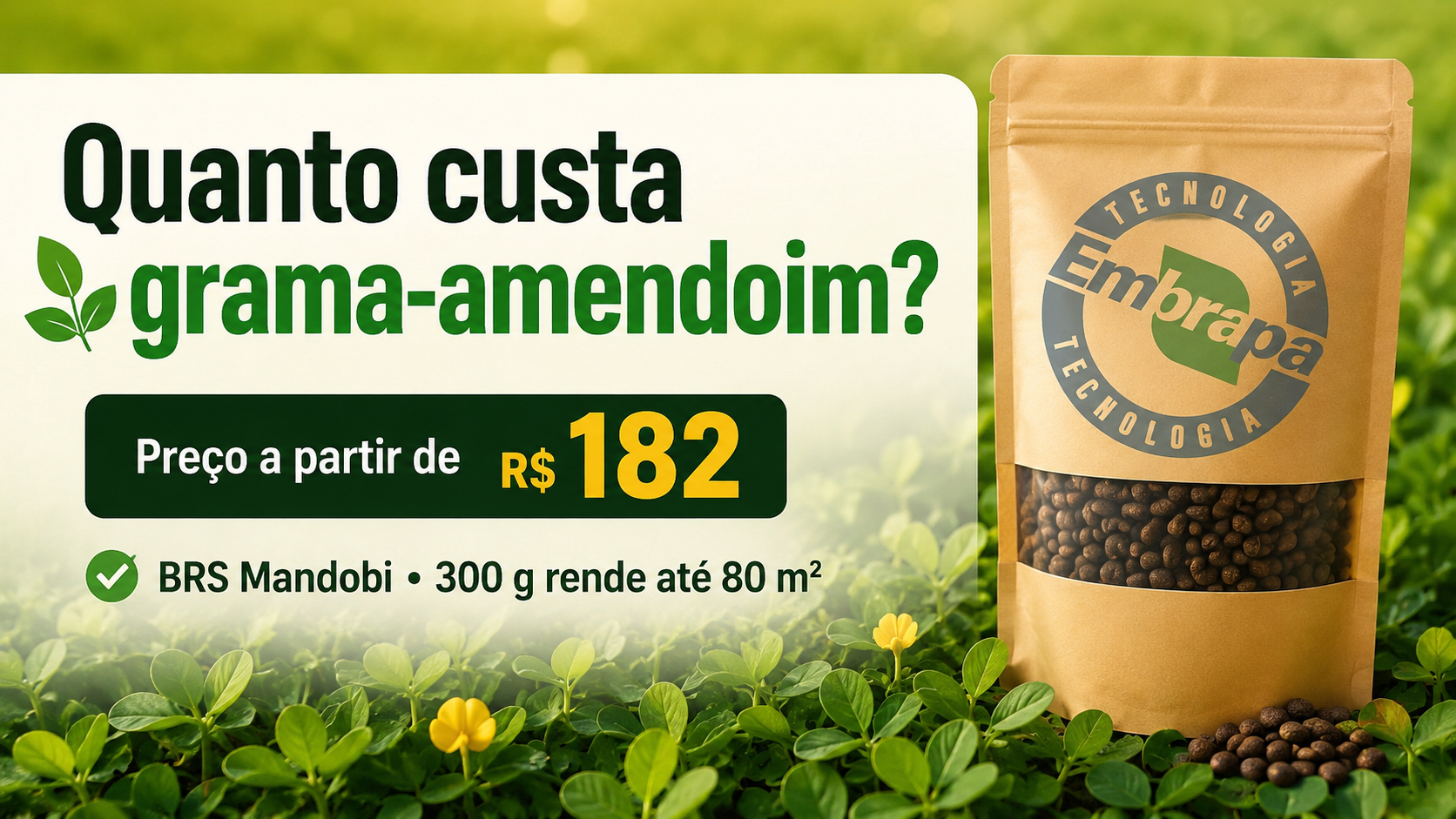 Grama Amendoim: qual é o preço?