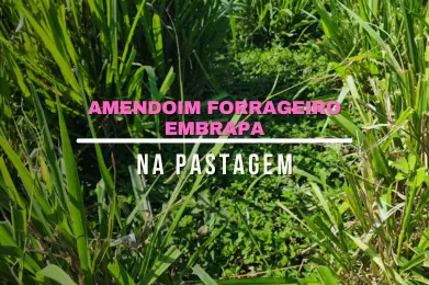 Amendoim Forrageiro Pastagem: Transforme sua Pecuária com Inovações Sustentáveis!