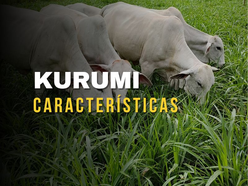 As Principais Vantagens do Capim Kurumi para Pequenos e Grandes Produtores