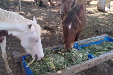 Capiaçu para Cavalo: Um Novo e Nutritivo Alimento para Seu Amigo Equino