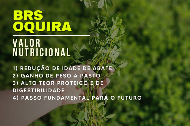 valor nutricional oquira