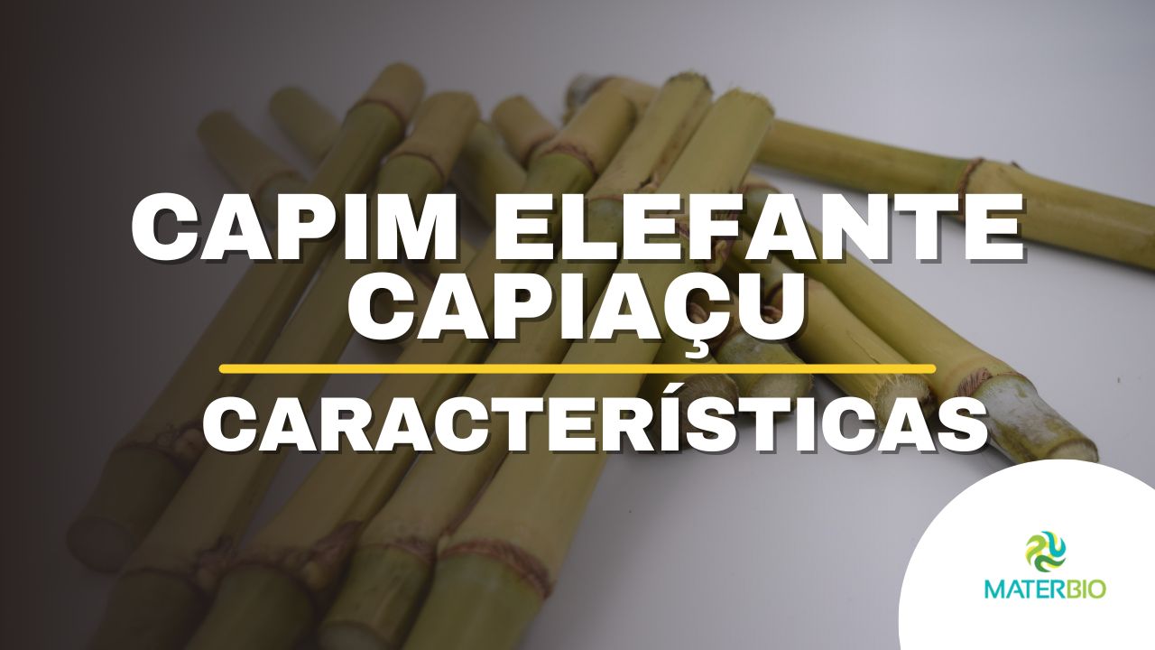 Capiaçu: o Capim Elefante Perfeito para Silagem e Picado Verde!