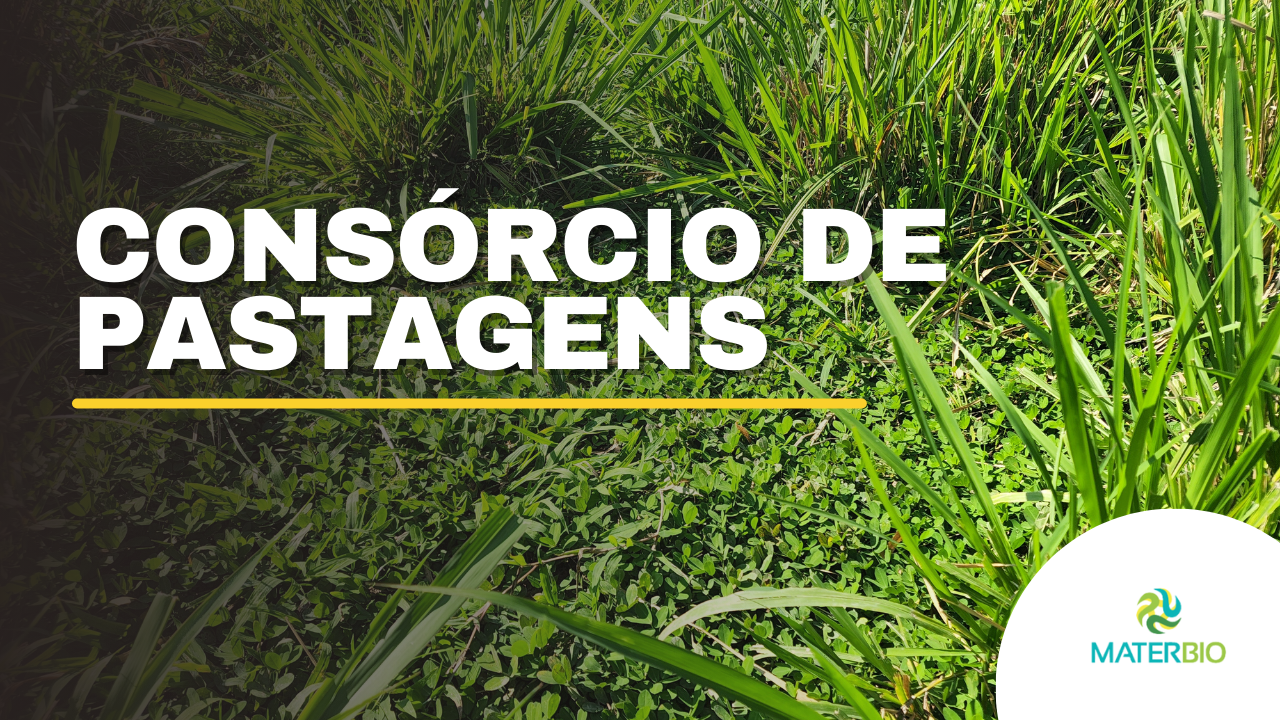 Consórcio de Pastagem com Amendoim Forrageiro