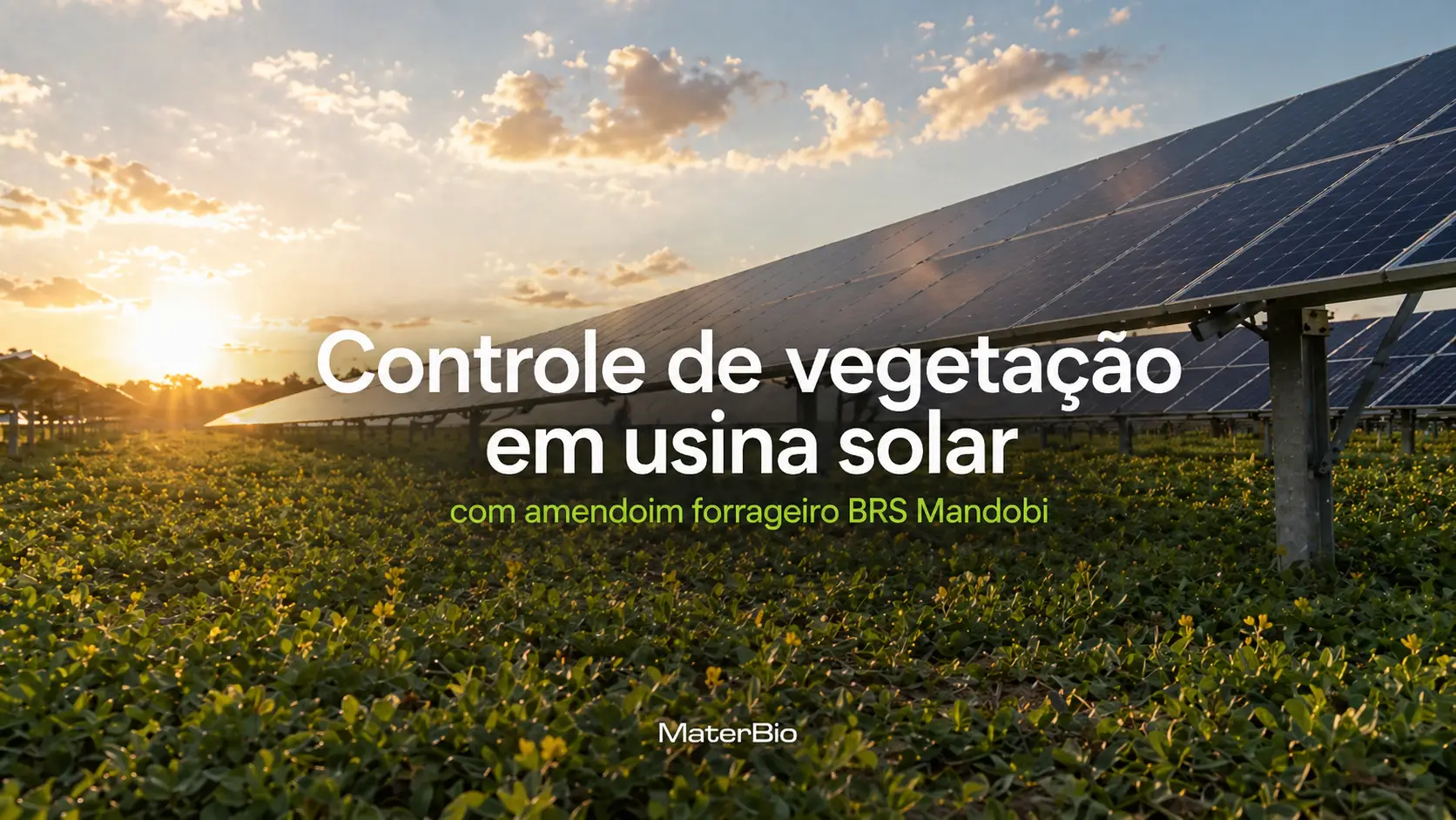 Controle de Vegetação em Usina Solar: como reduzir custos de O&M com o amendoim forrageiro BRS Mandobi