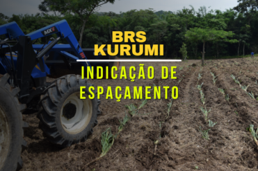 Espaçamento Kurumi