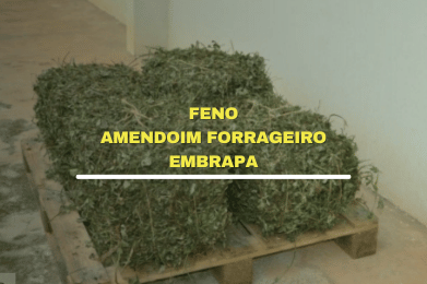 Feno do Amendoim Forrageiro Embrapa – Brs Oquira