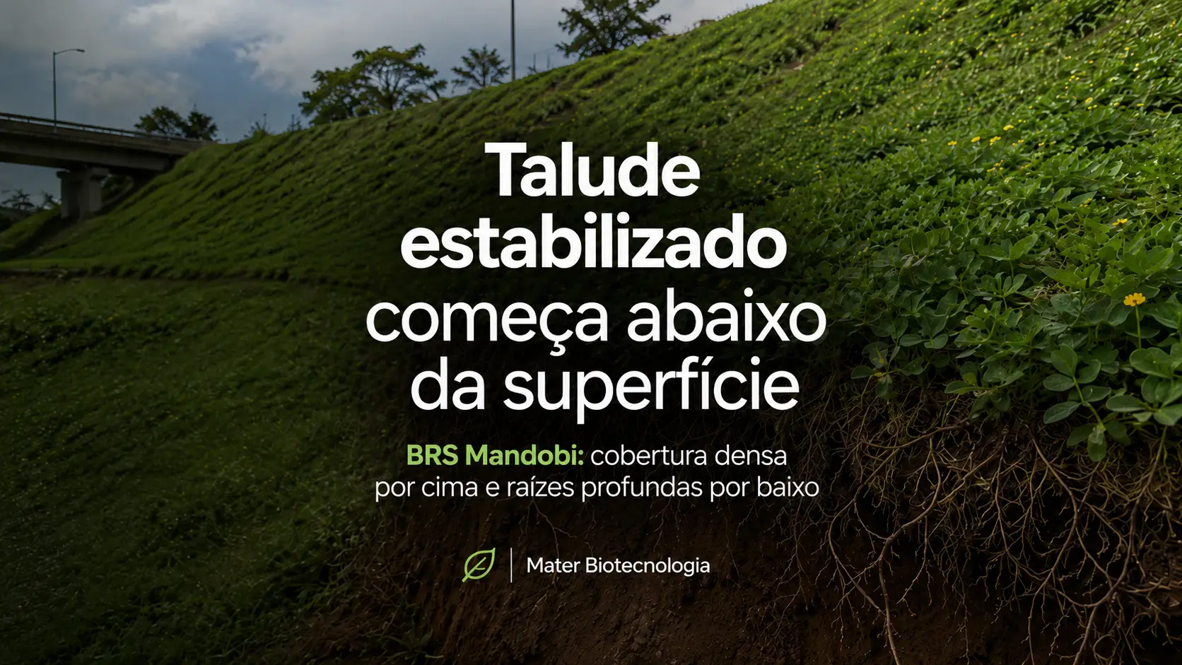 Grama para talude: como o BRS Mandobi evita erosão e reduz manutenção desde o primeiro dia