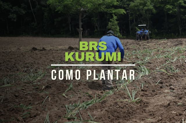Capim Kurumi: Como Plantar