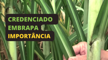 Adquirindo as Mudas de Capiaçu: A Importância do Credenciamento Embrapa