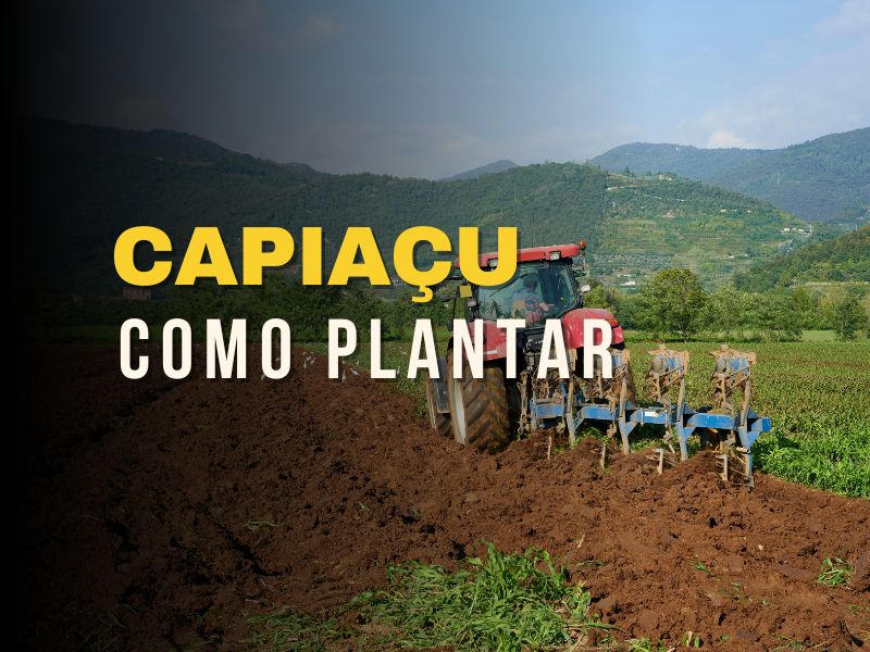 Plantar Capiaçu