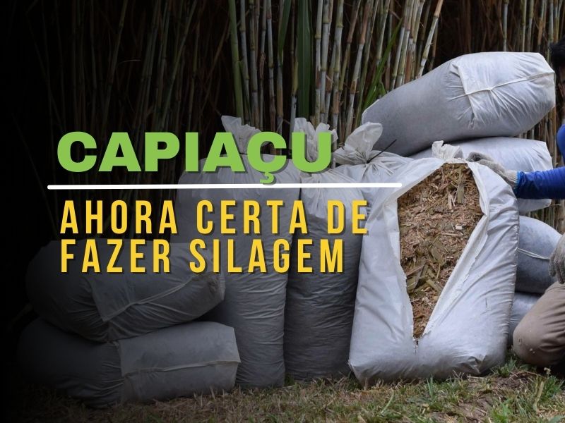 🌿 Capiaçu: A Hora Certa para Fazer Silagem e Aproveitar os Benefícios 🌿