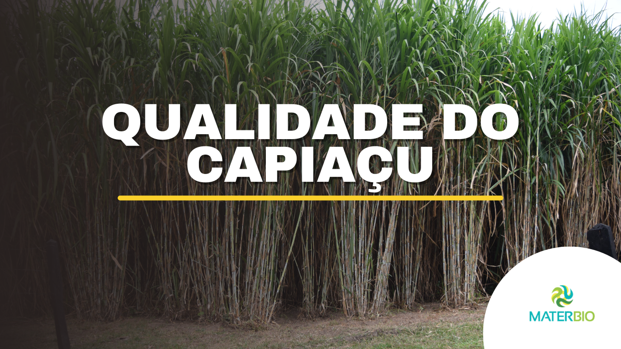 O Valor Nutricional do Capim BRS Capiaçu e a Importância de Escolher Boas Mudas